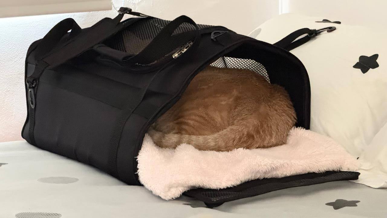 Mascota adaptándose al guacal