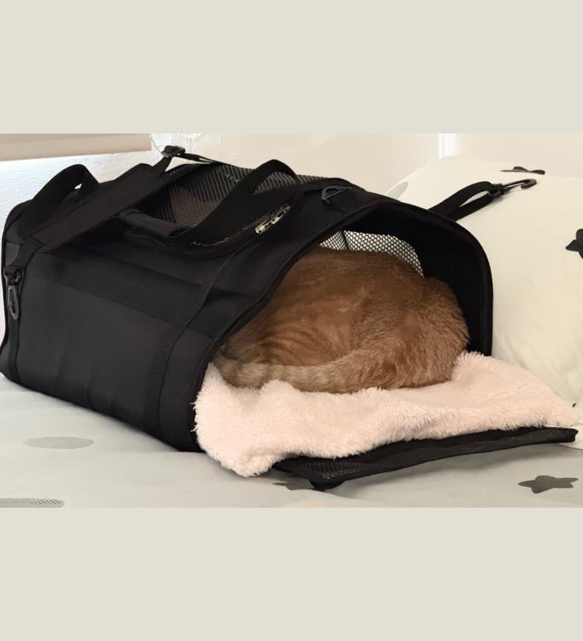 Cómo acostumbrar a tu perro o gato al guacal antes de viajar