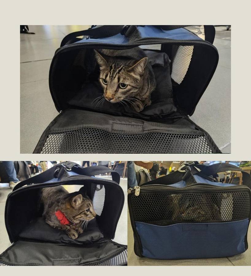 Mascota lista para abordar en cabina