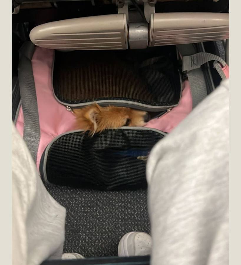 Mascota dentro de su transportador en el avión