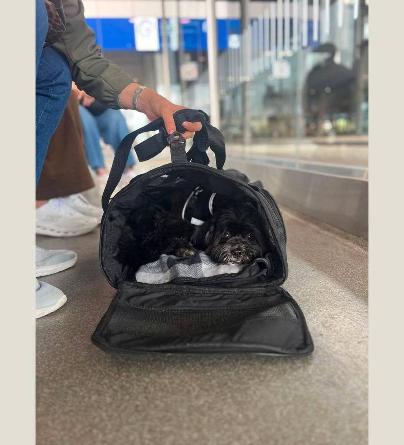 Mascota viajando cómoda bajo el asiento