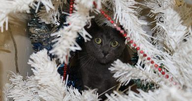 proteger-decoracion-navidena-gato