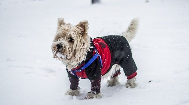 Nieve y perros