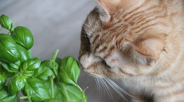 plantas toxicas gatos