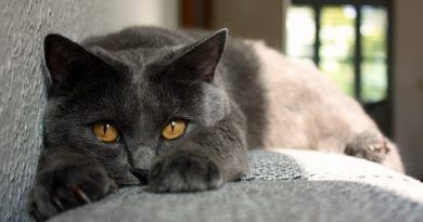 insuficiencia renal gatos