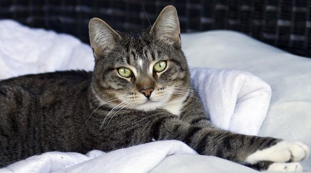 perjudicar fusión acidez Cómo darle medicación a un gato - Mascota a bordo