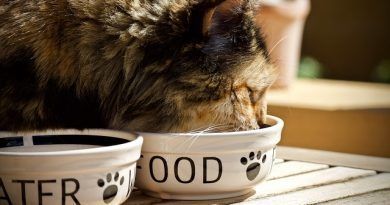 alimentar a un gato
